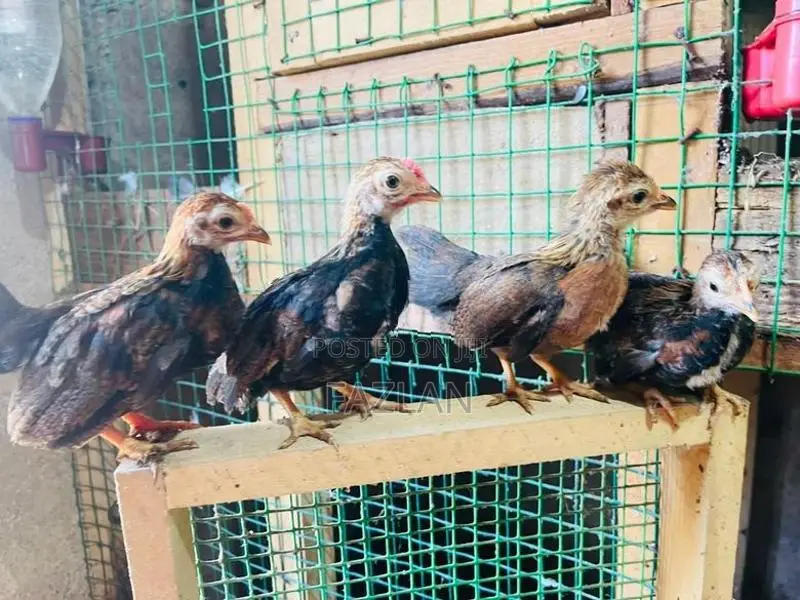 OEG Chick Pair