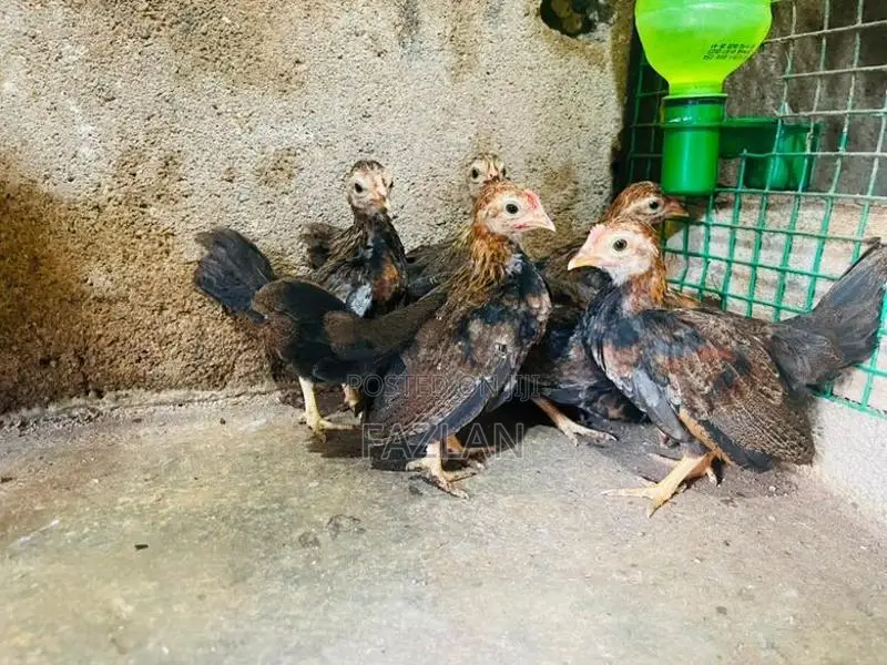 OEG Chick Pair
