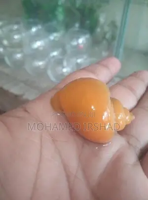 Apple Snail