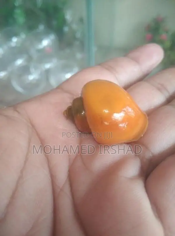 Apple Snail