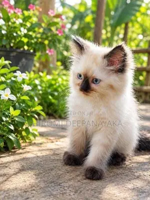 Persian Kitten
