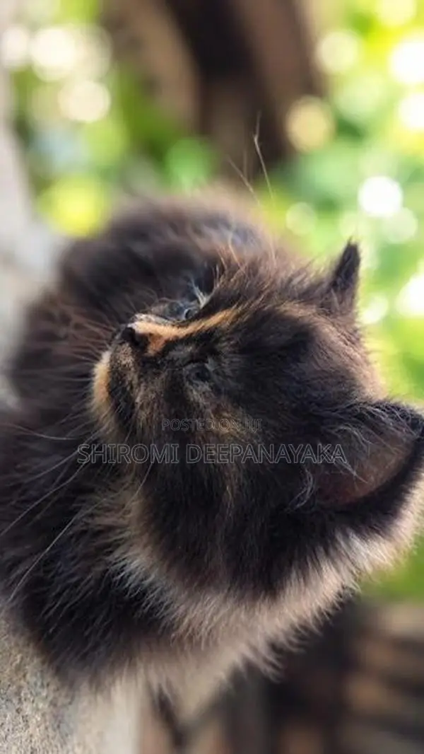 Persian Kitten