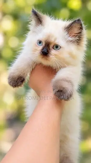 Persian Kitten