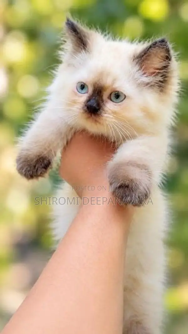 Persian Kitten