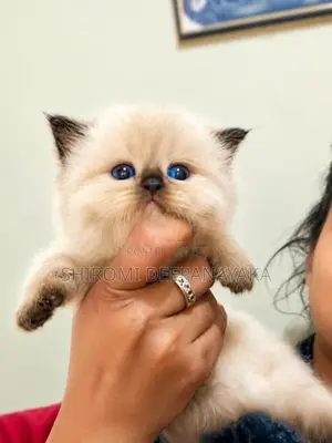 Persian Kitten