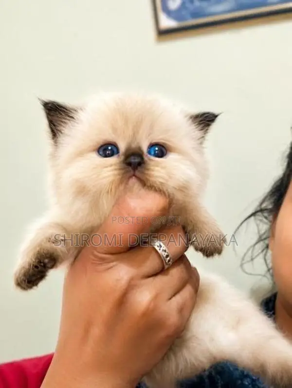 Persian Kitten