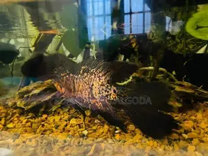 Leopard Veil Tail Oscar
