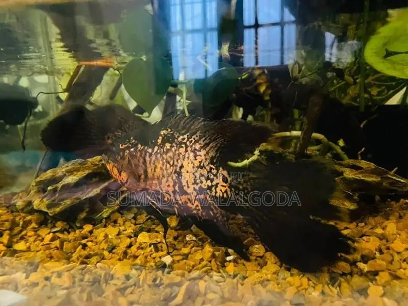 Leopard Veil Tail Oscar