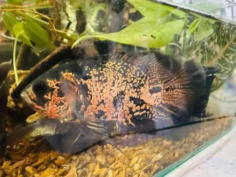 Leopard Veil Tail Oscar