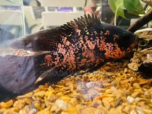 Leopard Veil Tail Oscar