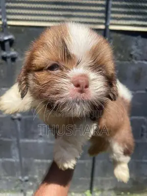 Shihtzu Puppy