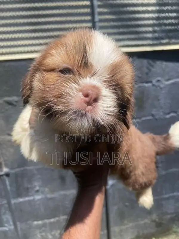 Shihtzu Puppy