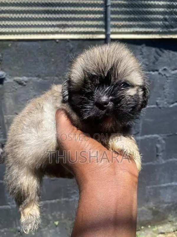 Shihtzu Puppy