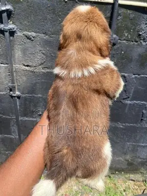 Shihtzu Puppy