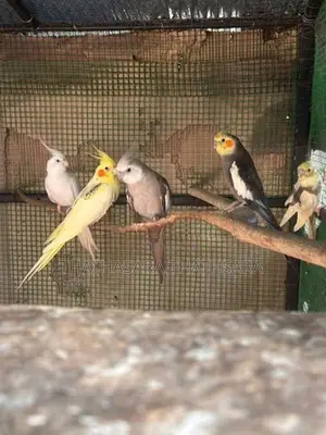 Cocatail Birds