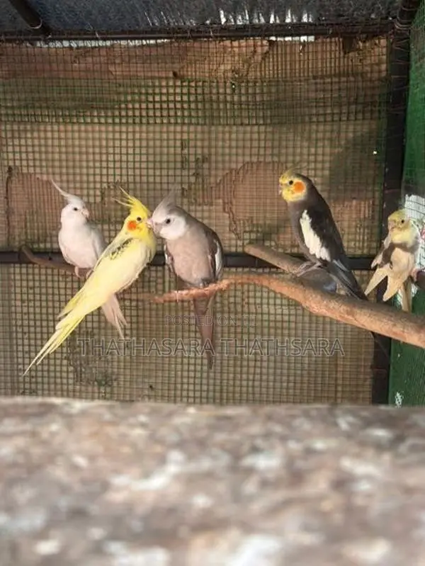Cocatail Birds