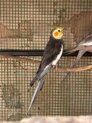 Cocatail Birds