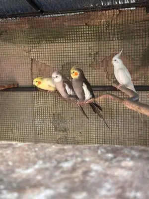 Cocatail Birds