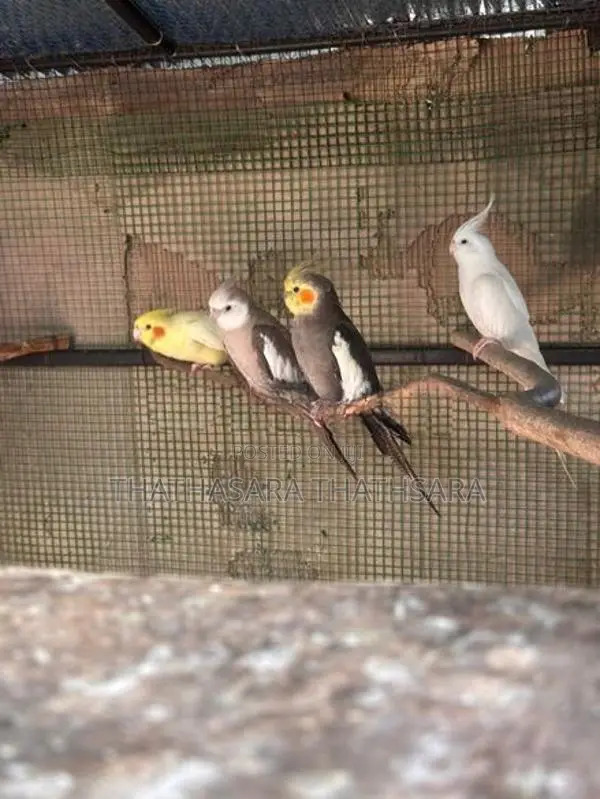 Cocatail Birds