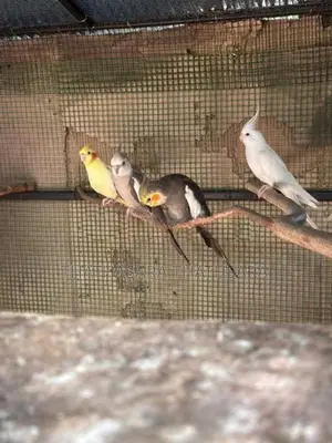 Cocatail Birds