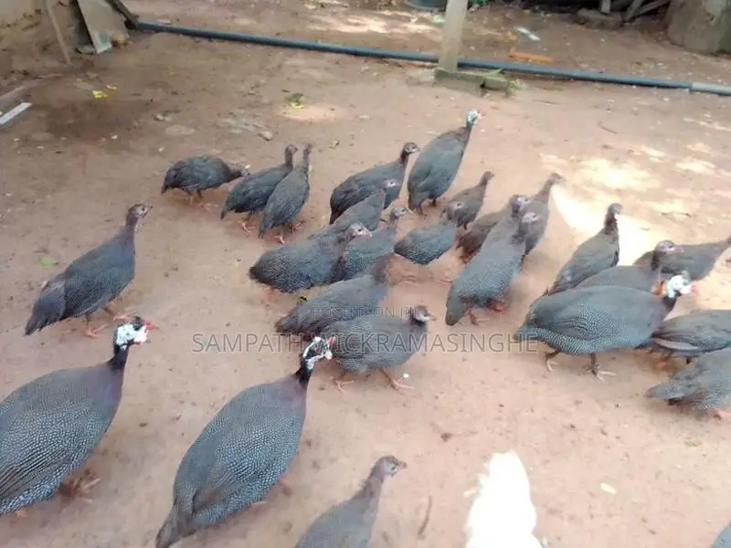 ගිනි කුකුල් පැටව්