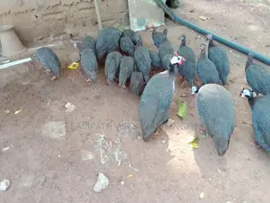 ගිනි කුකුල් පැටව්