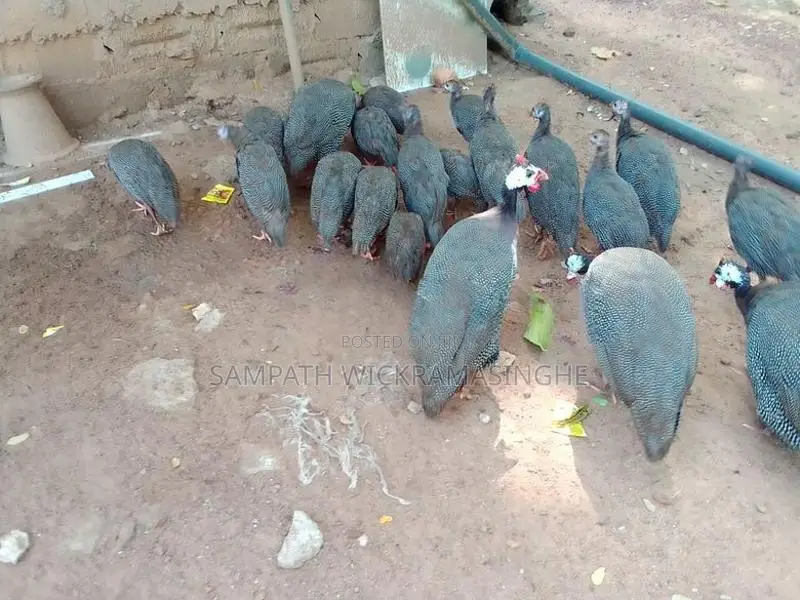 ගිනි කුකුල් පැටව්