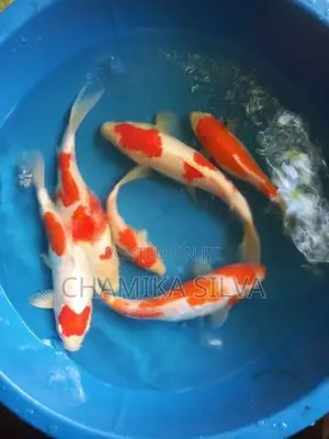 Kohaku Fish