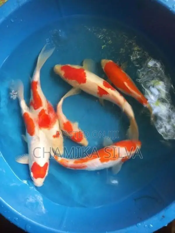 Kohaku Fish