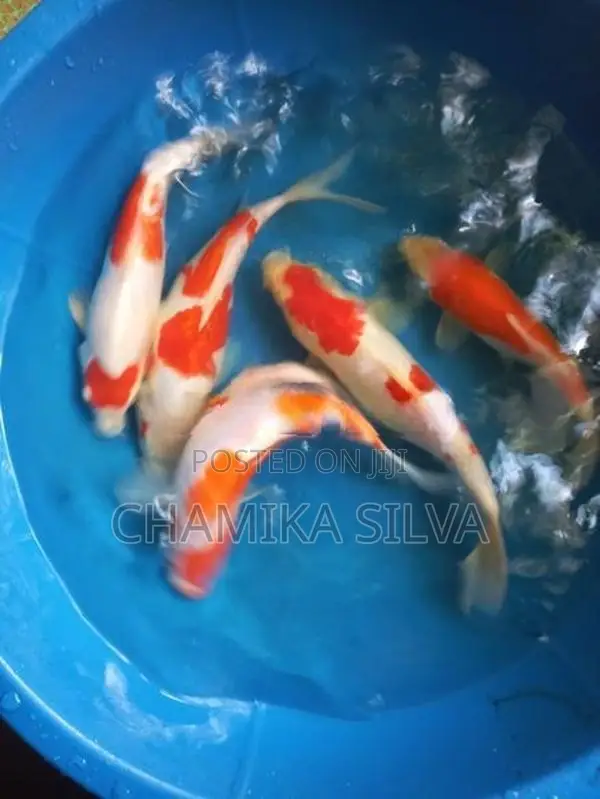 Kohaku Fish