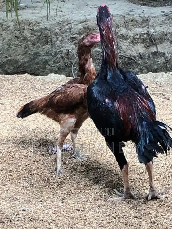 Velladiyan Rooster With Hen
