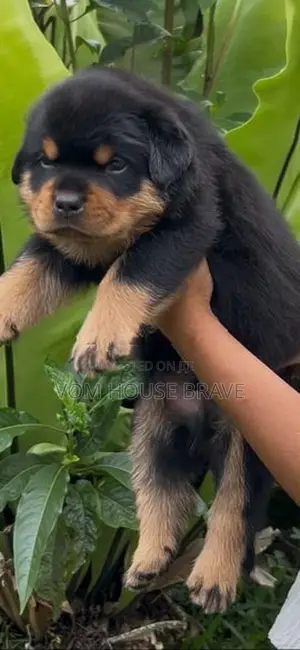 Rottweiler Puppies