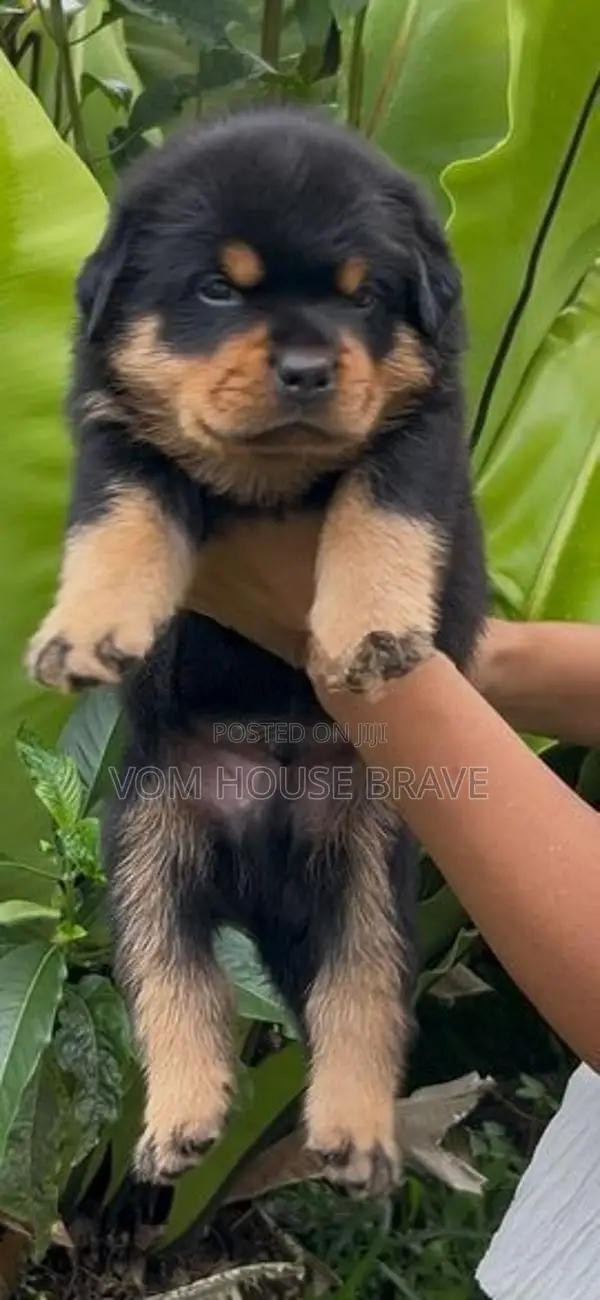 Rottweiler Puppies