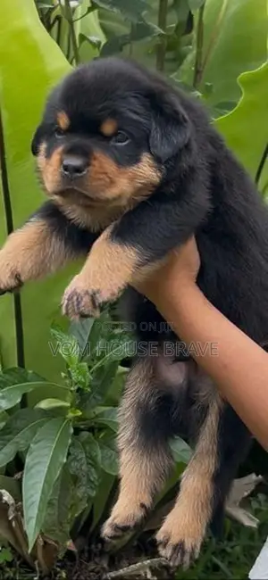 Rottweiler Puppies