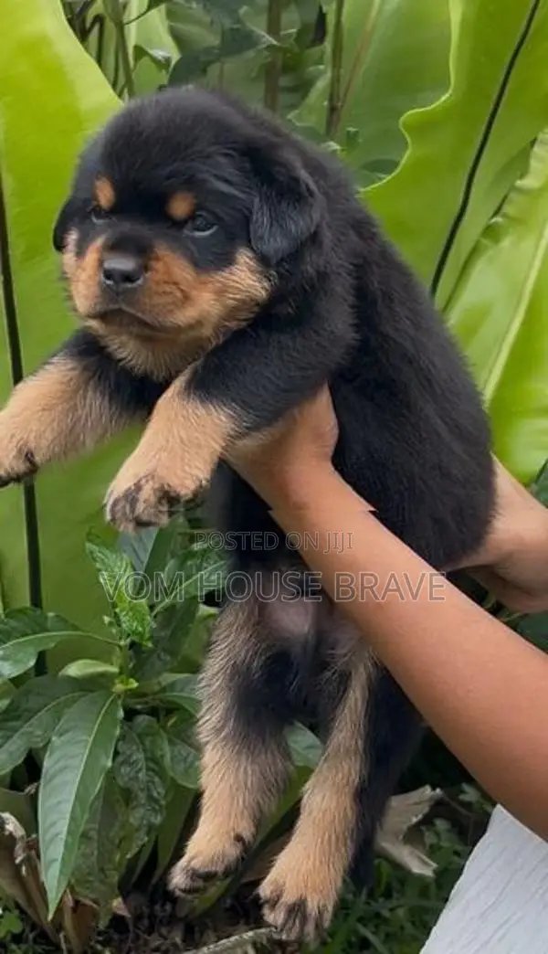 Rottweiler Puppies