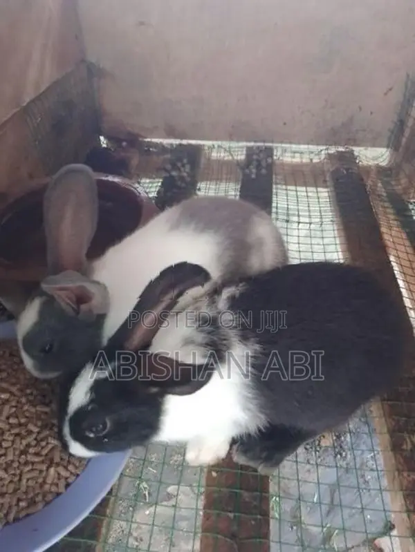 Rabbits