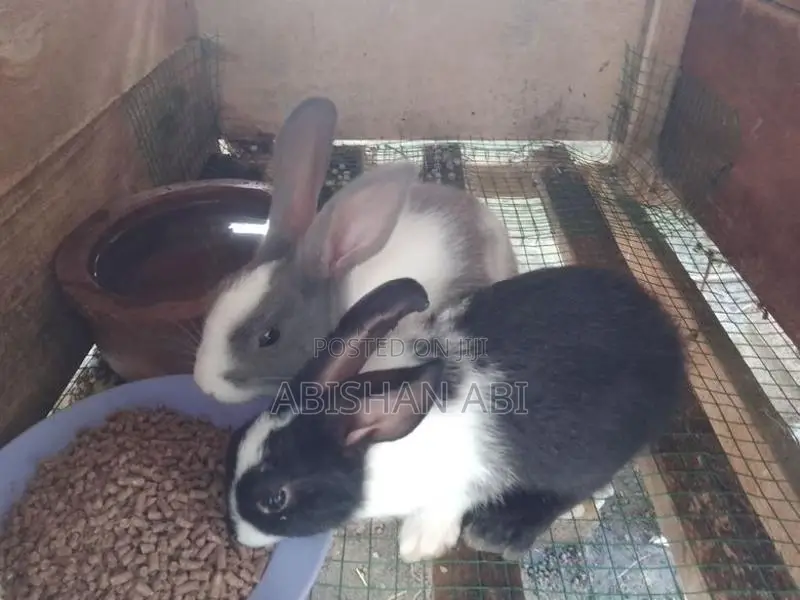 Rabbits