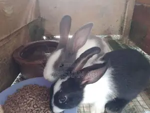 Rabbits