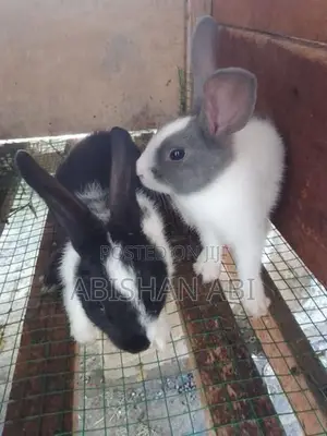 Rabbits