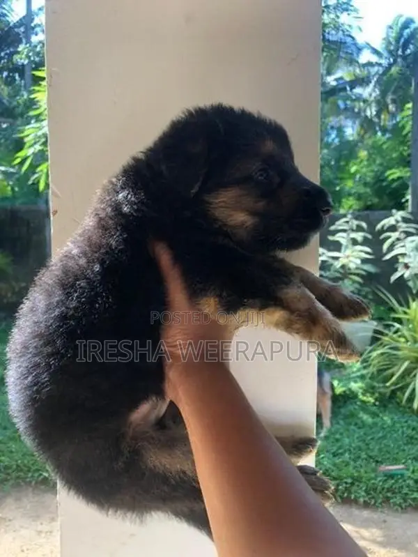 German Shepherd