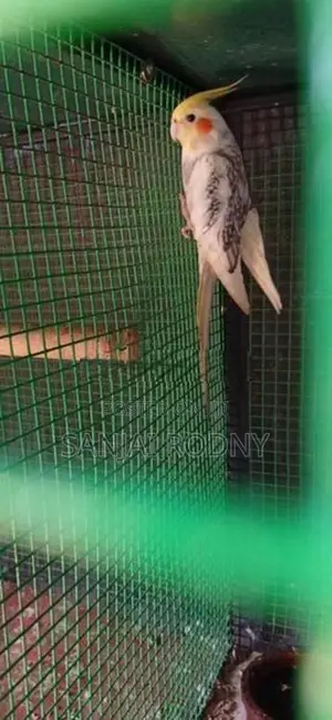 Cockatiel Birds