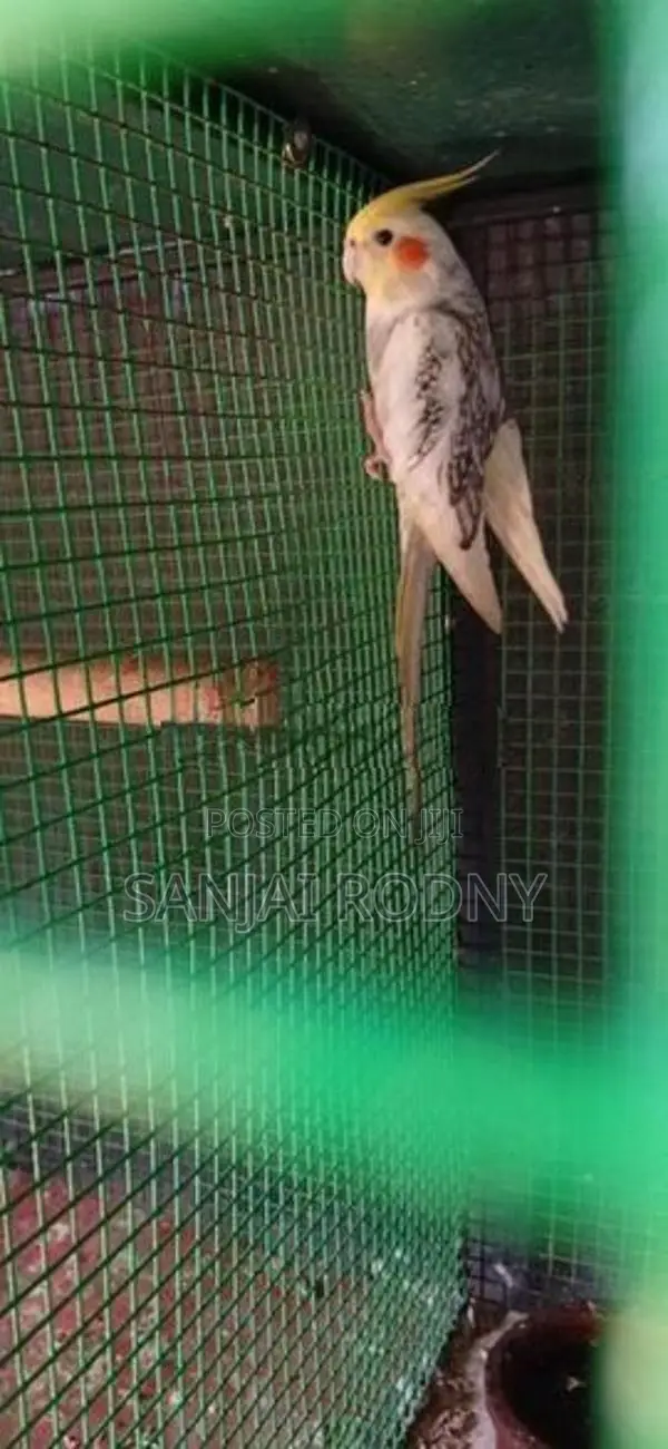 Cockatiel Birds