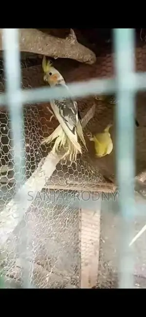 Cockatiel Birds