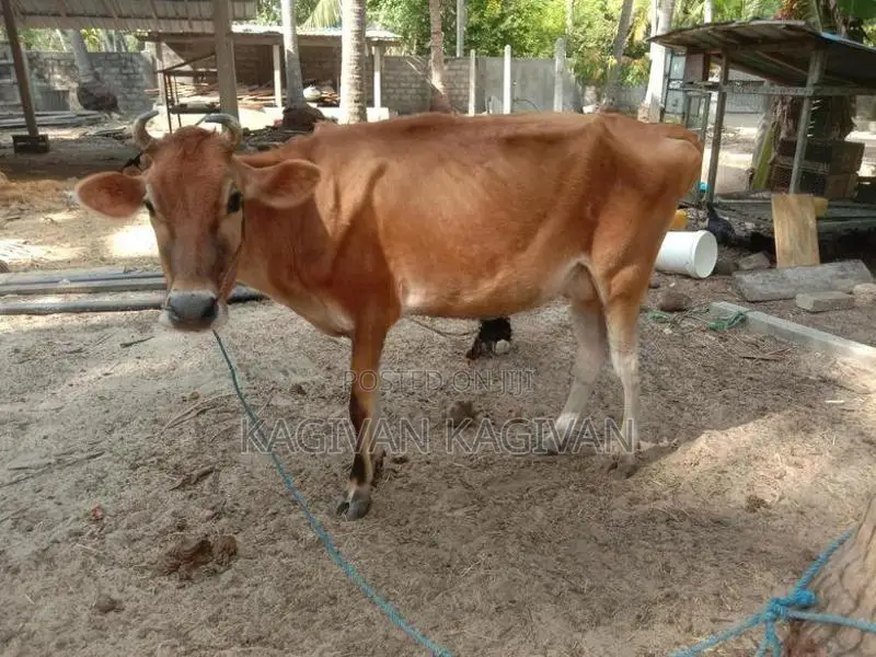 பால் மாடு