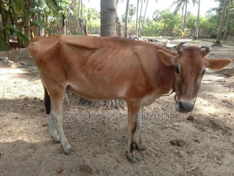 பால் மாடு