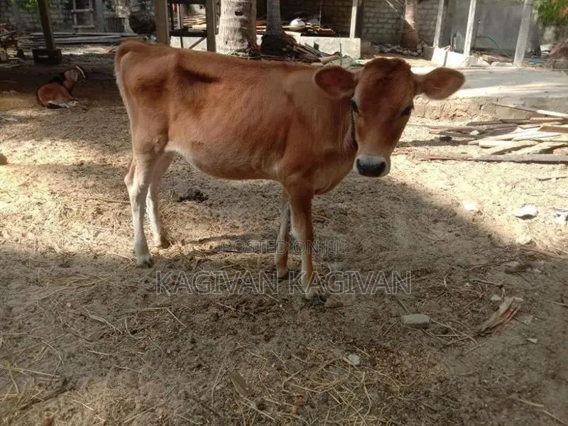பால் மாடு