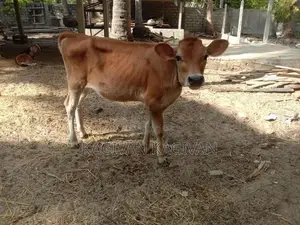 பால் மாடு