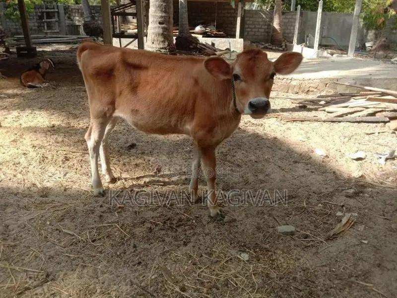 பால் மாடு