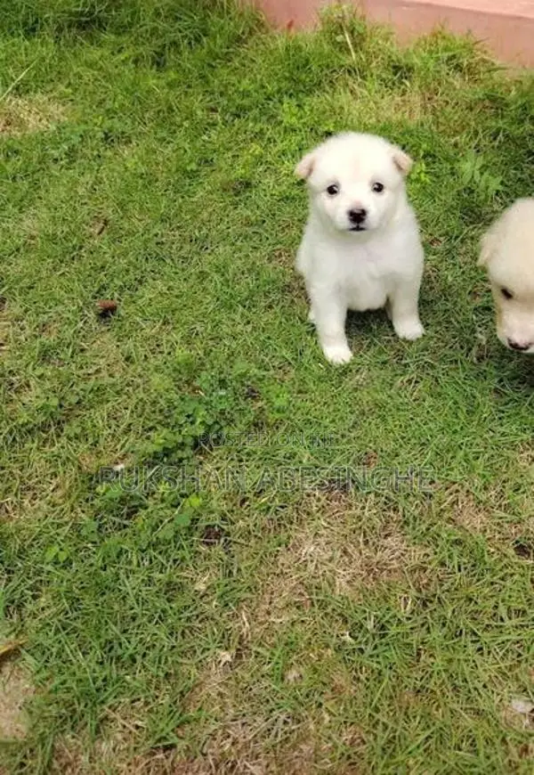 Pomanarian Puppy