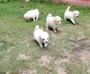 Pomanarian Puppy